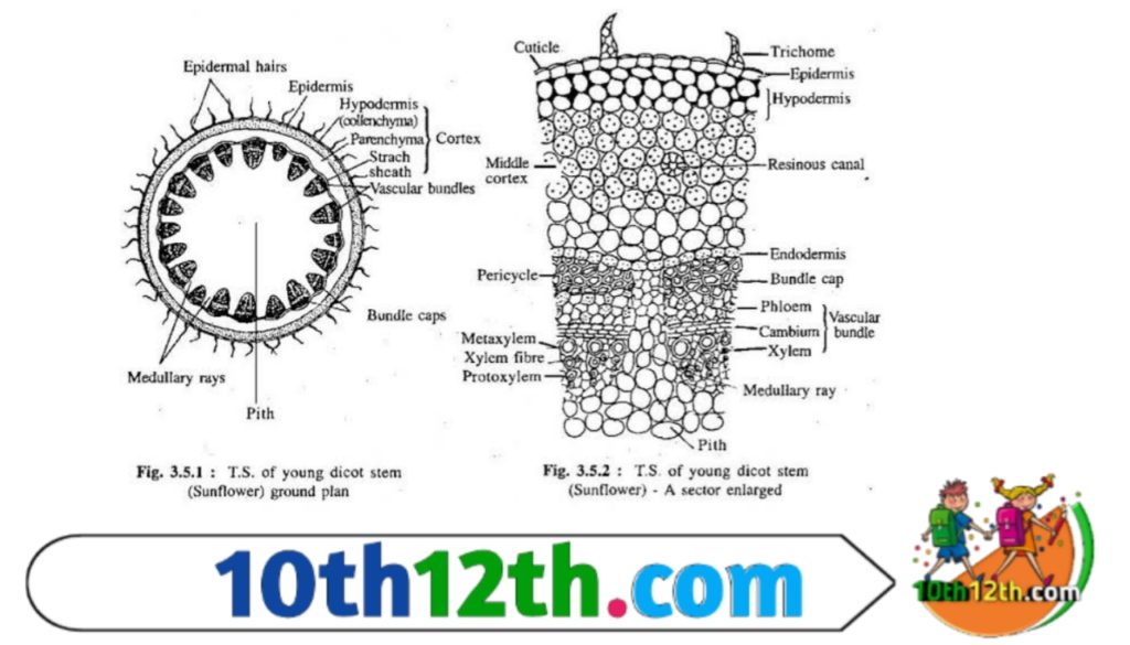पुष्प का नर अंग ‘पुंकेसर’ (Stamen) कहलाता है। यह पौधे के नर युग्मकों के बनने में मदद करता है और परागकणों (Pollen Grains) में पाया जाता है।